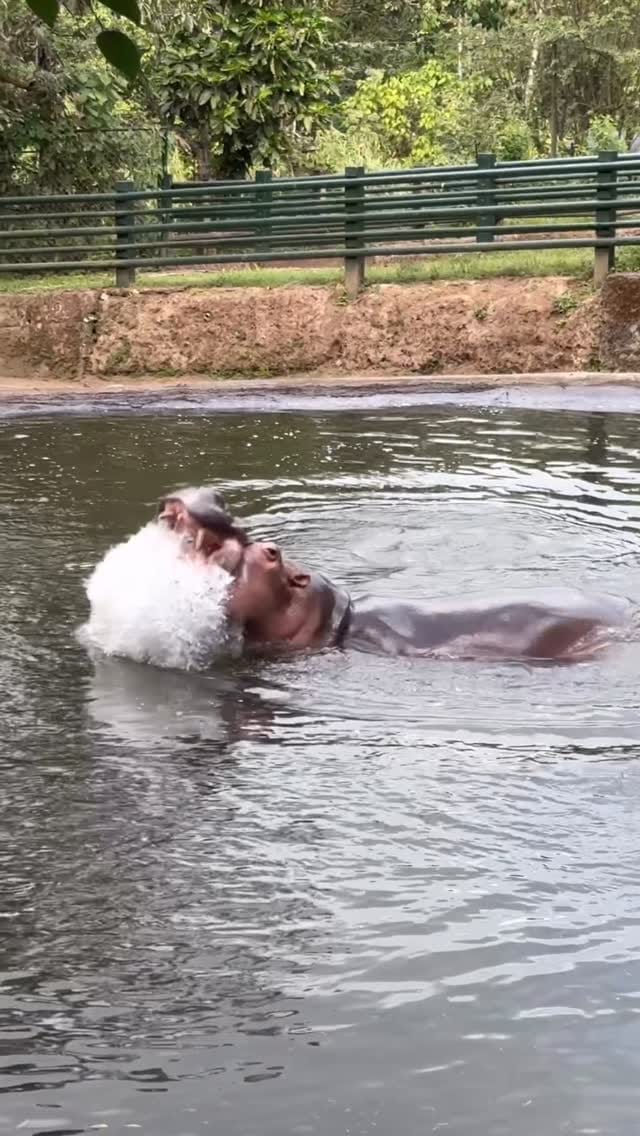 Post 2 by Fundación Refugio Salvaje on Instagram (video)