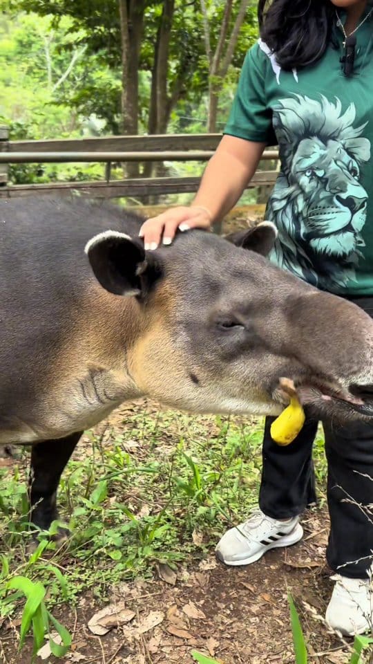 Post 8 by Fundación Refugio Salvaje on Instagram (video)
