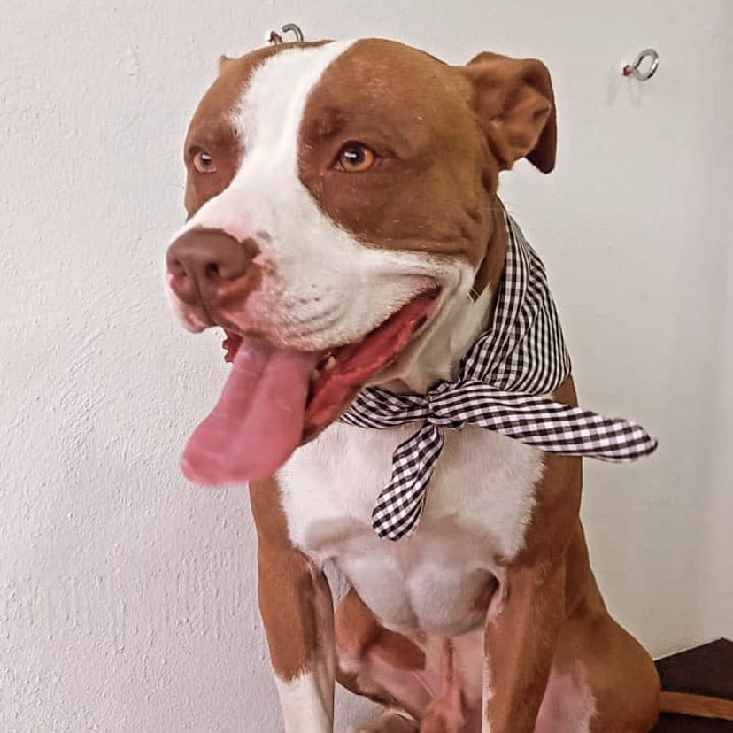 Post 8 by HappyVet on Instagram (image)