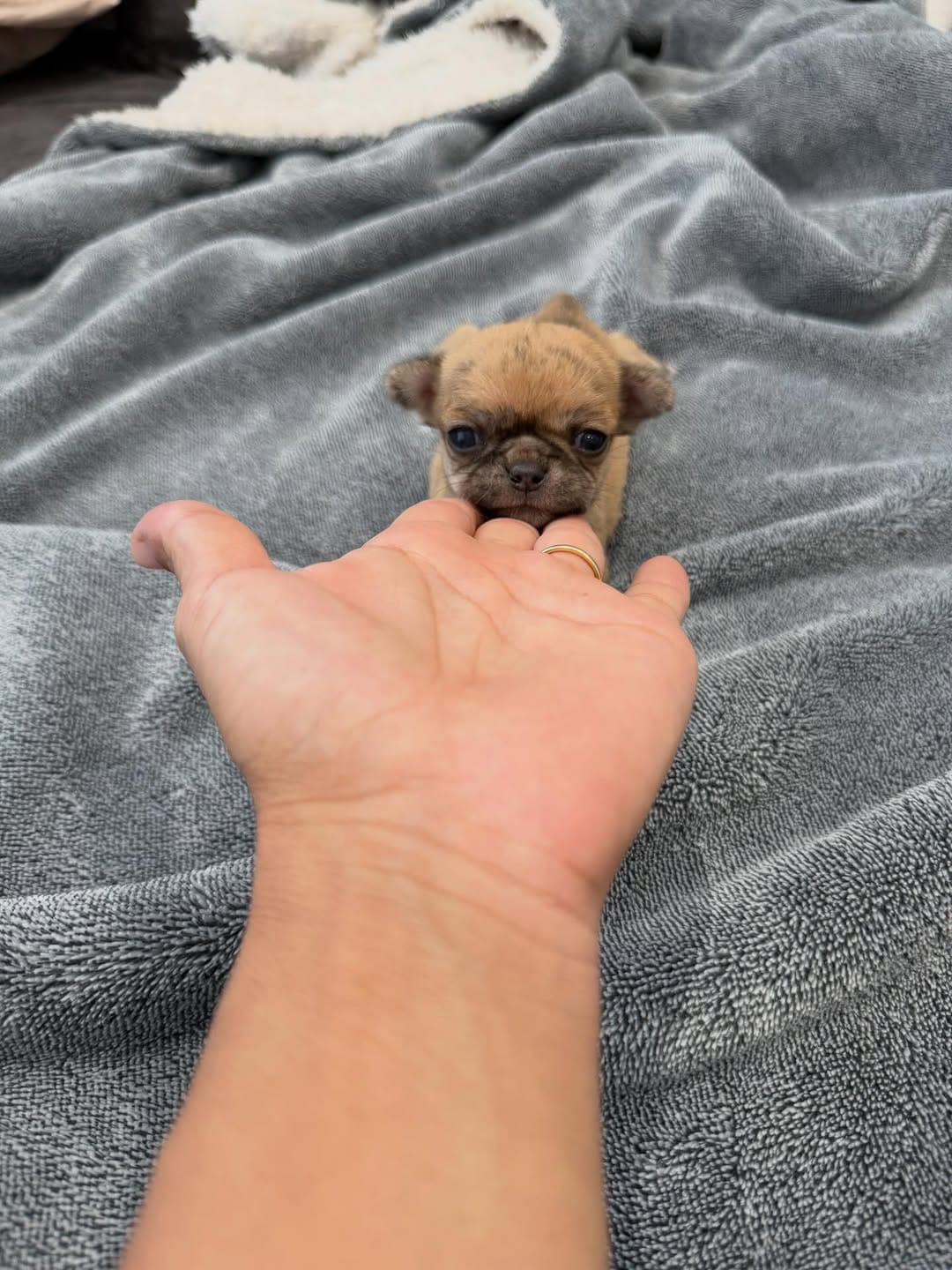 Post 2 by Carla Mocete🐾 CHIHUAHUA DEL VALLE 🐾 on Instagram (image)