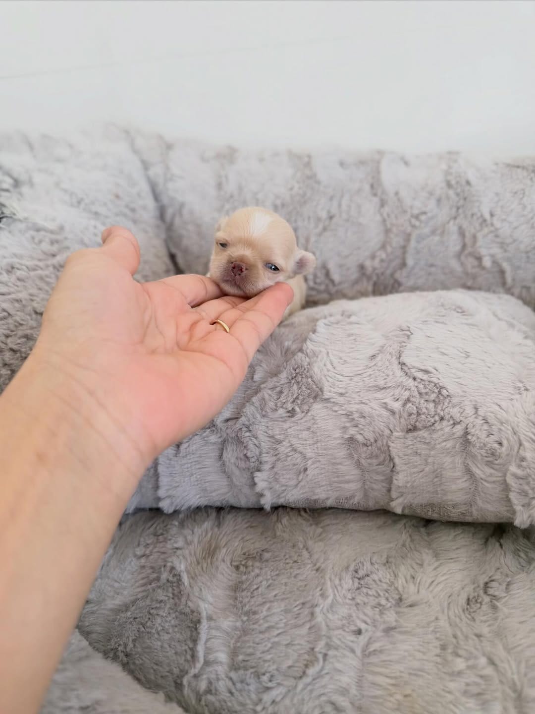 Post 5 by Carla Mocete🐾 CHIHUAHUA DEL VALLE 🐾 on Instagram (carousel)