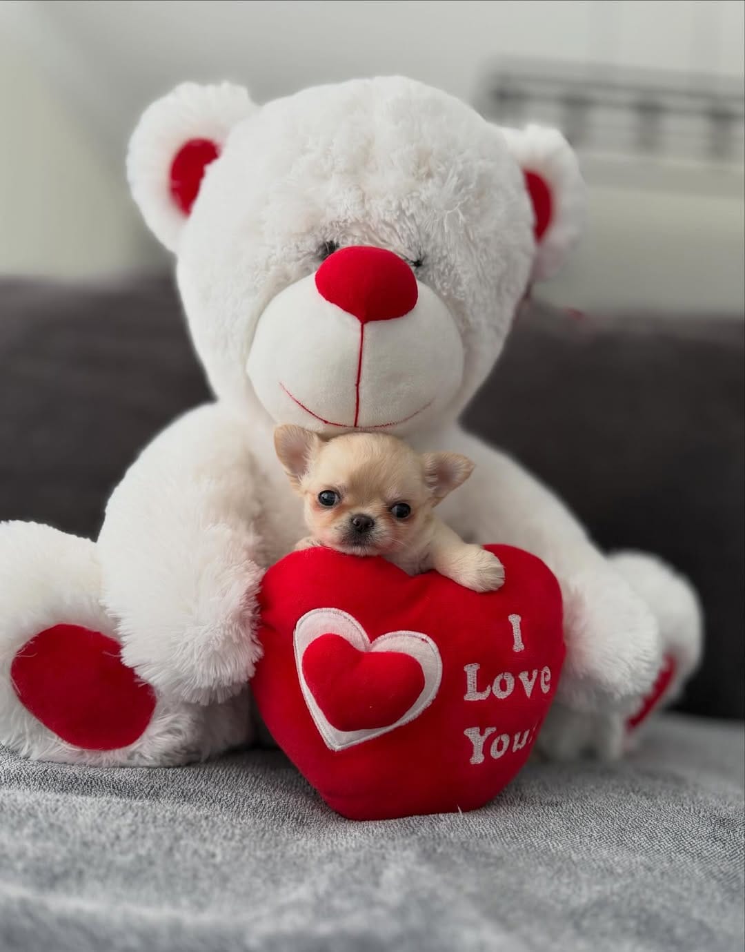 Post 7 by Carla Mocete🐾 CHIHUAHUA DEL VALLE 🐾 on Instagram (carousel)