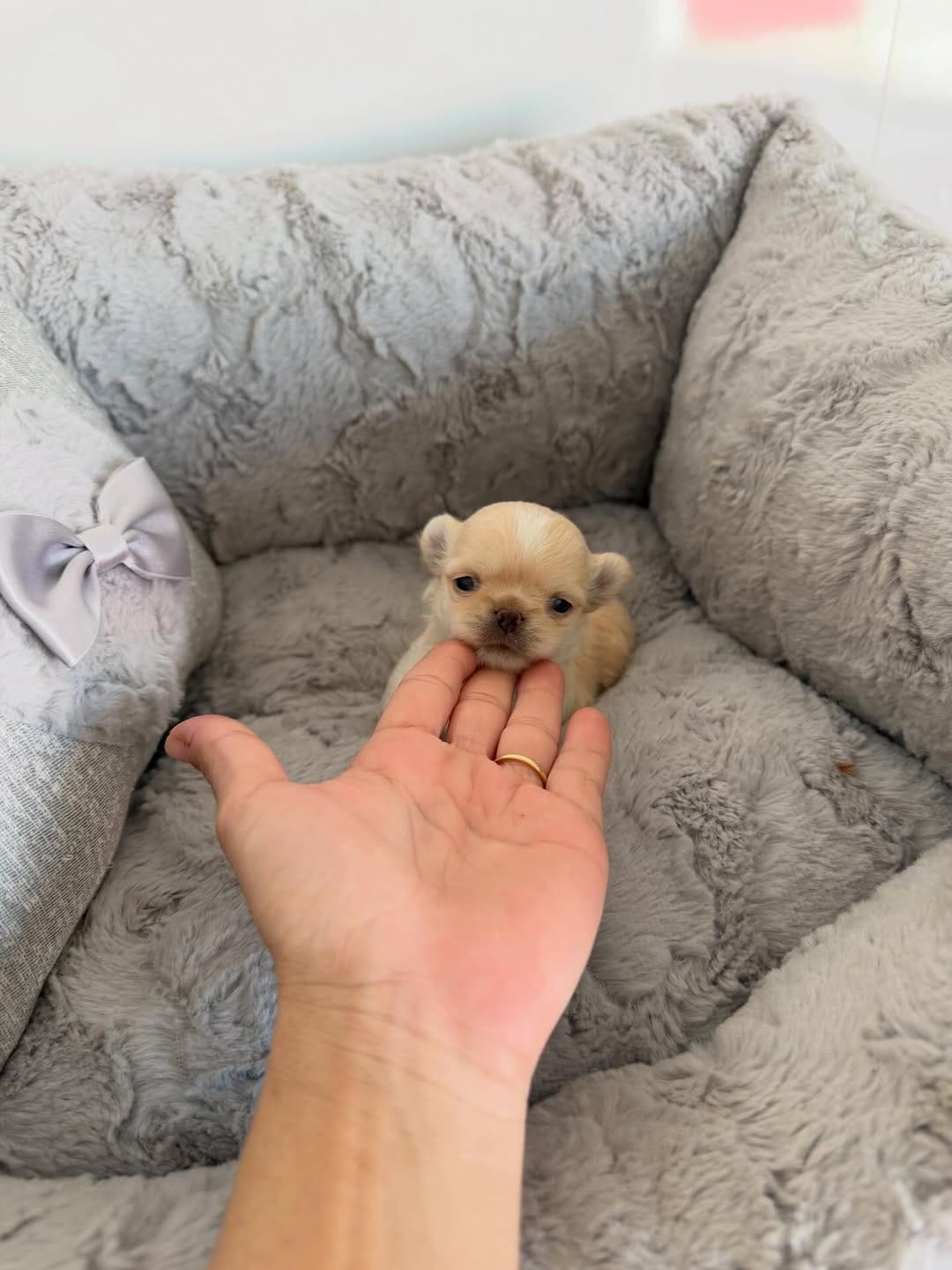 Post 4 by Carla Mocete🐾 CHIHUAHUA DEL VALLE 🐾 on Instagram (image)
