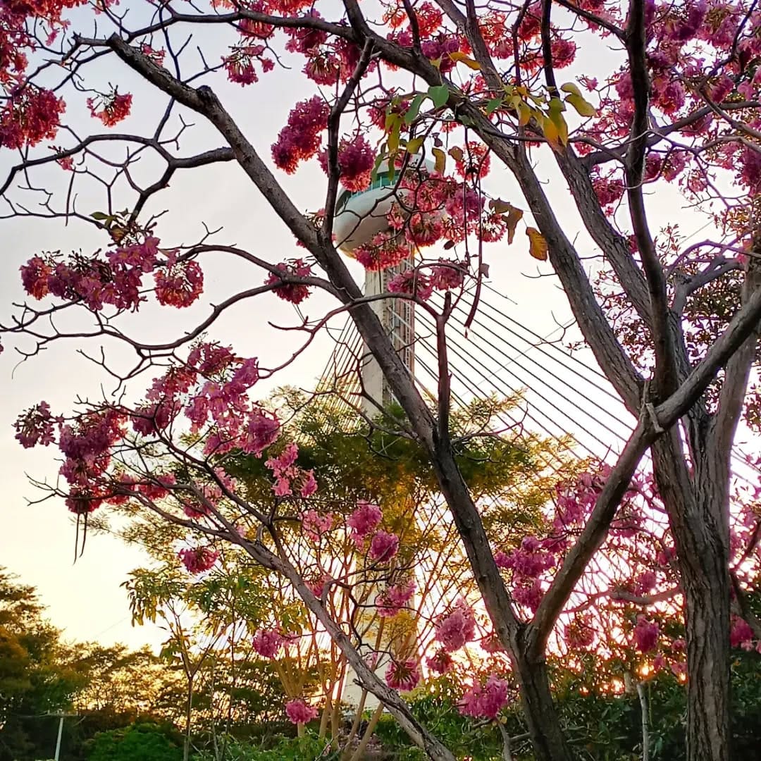 Post 6 by Minha Teresina não troco on Instagram (image)