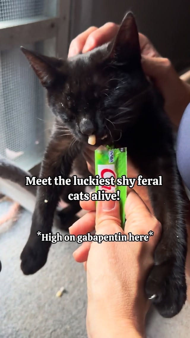 Post 7 by Phaedra Barratt on Instagram (video)