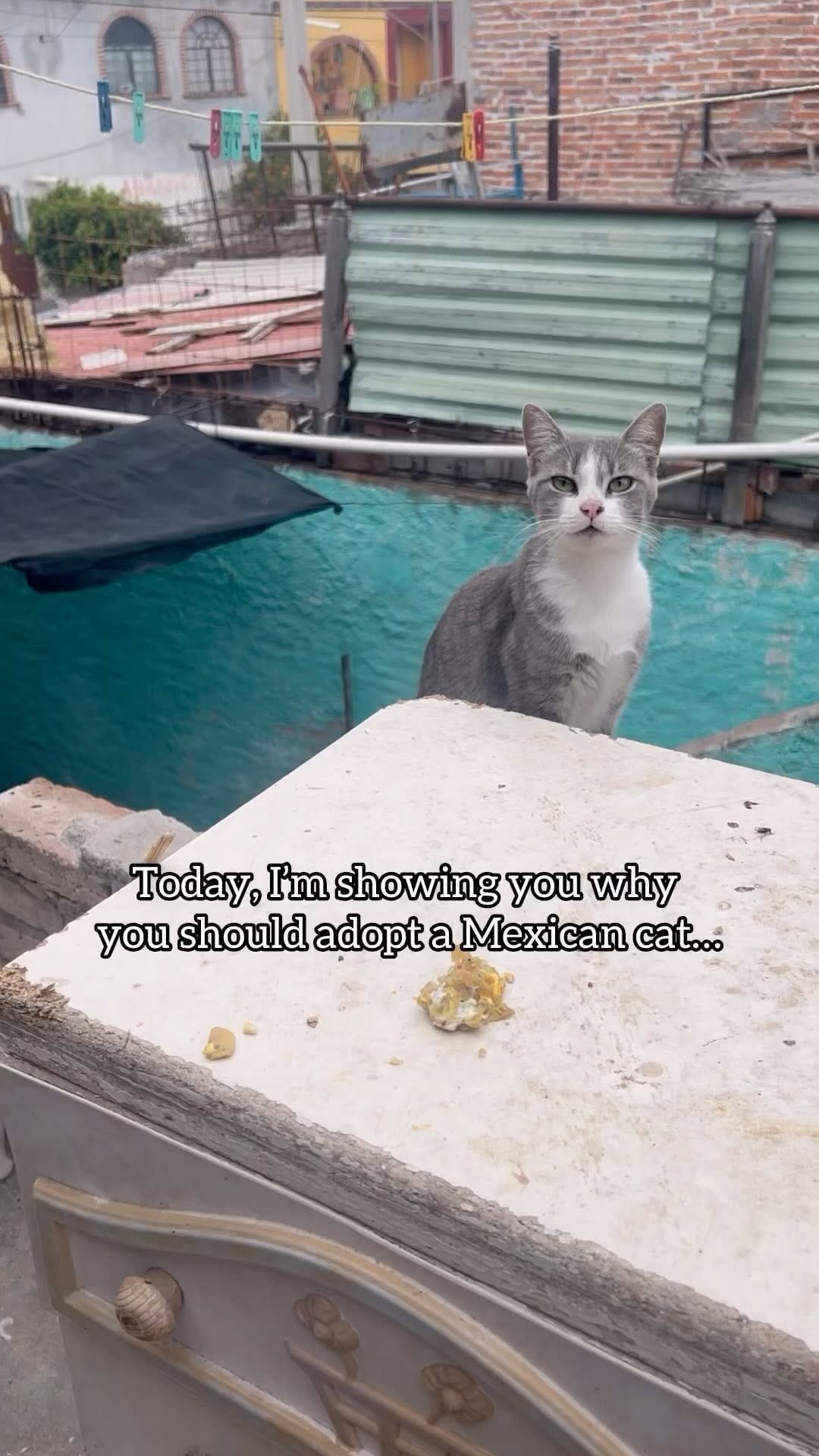 Post 8 by Phaedra Barratt on Instagram (video)
