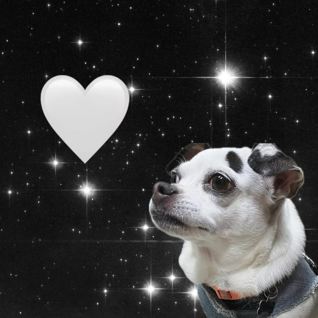 Post 8 by Dottie Waffles on Instagram (image)