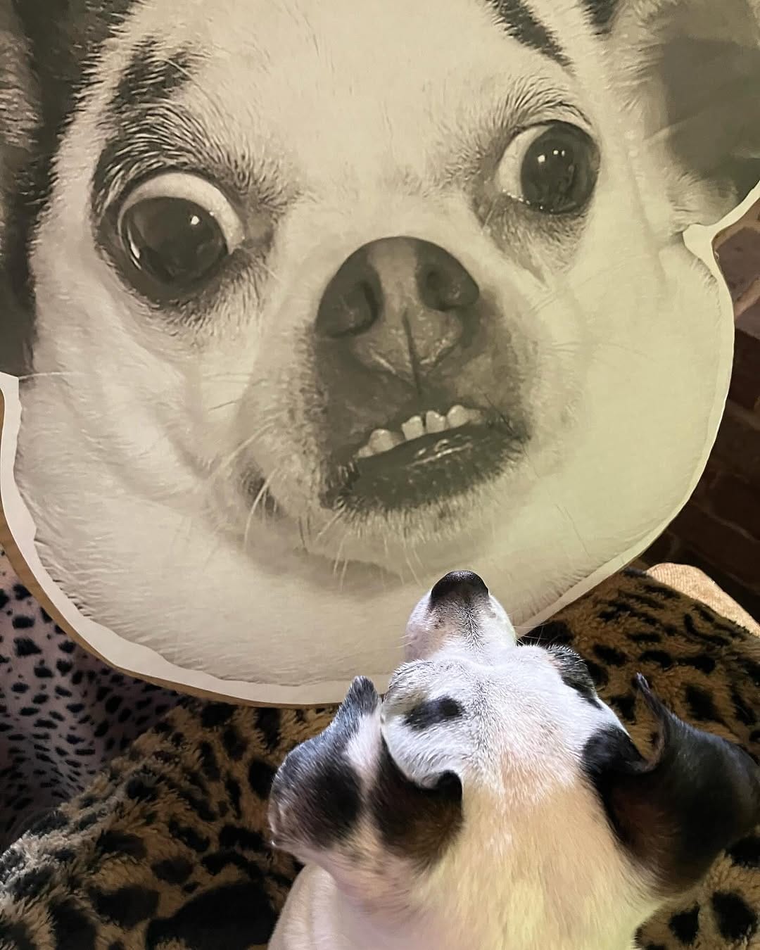 Post 10 by Dottie Waffles on Instagram (carousel)