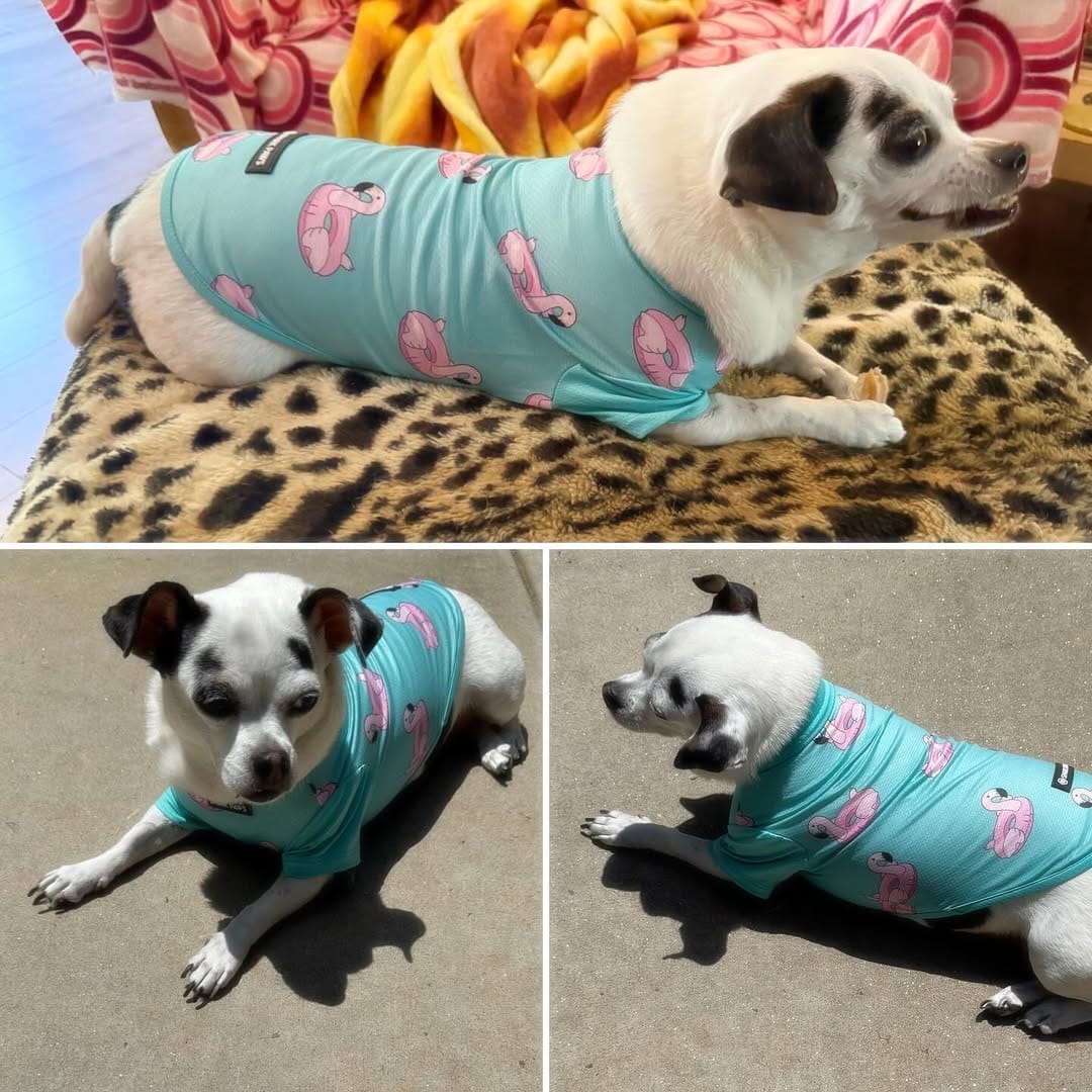 Post 2 by Dottie Waffles on Instagram (image)