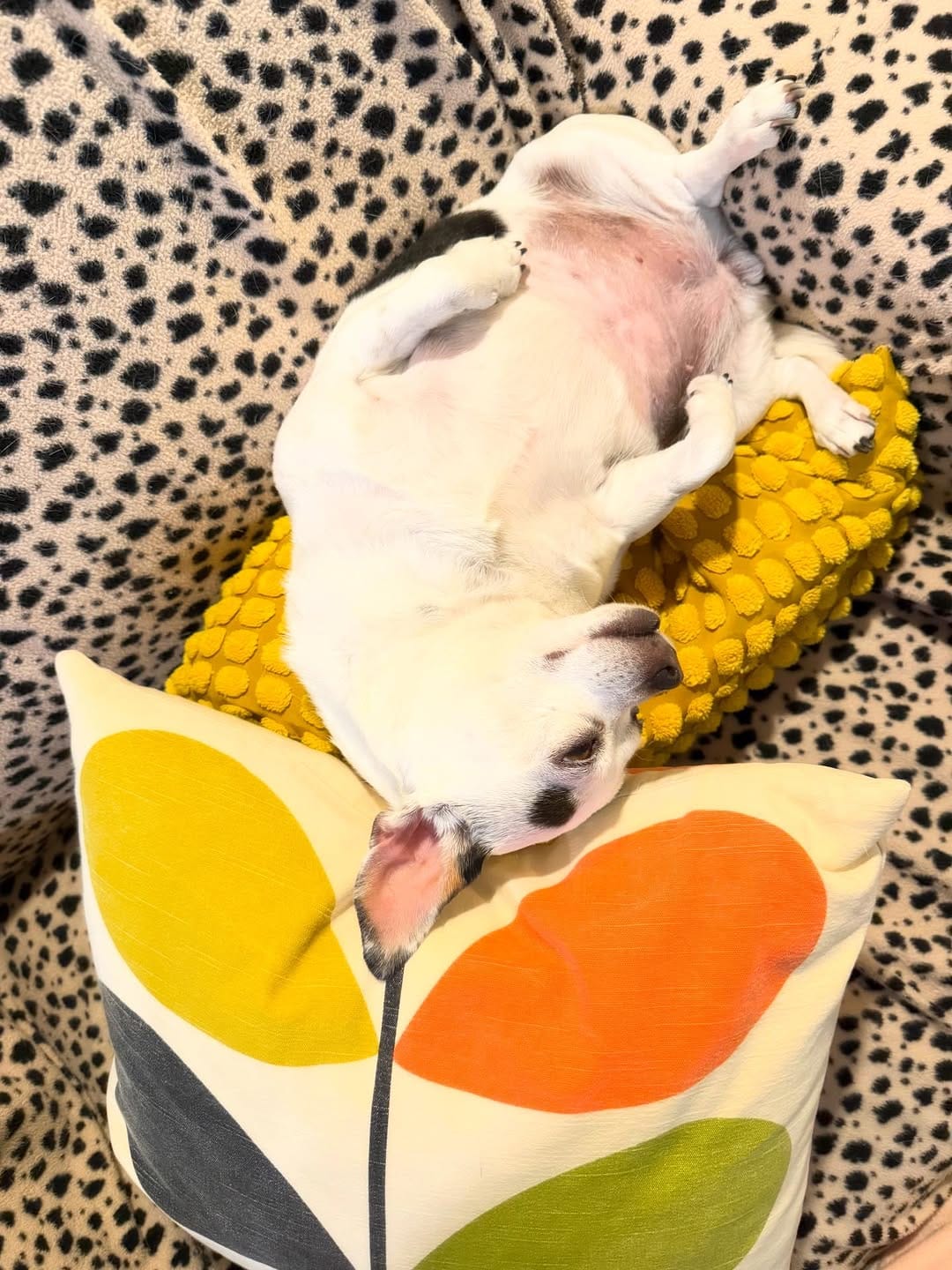 Post 7 by Dottie Waffles on Instagram (image)
