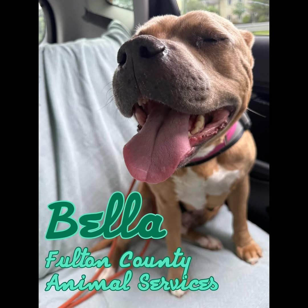 Post 4 by Dottie Waffles on Instagram (image)