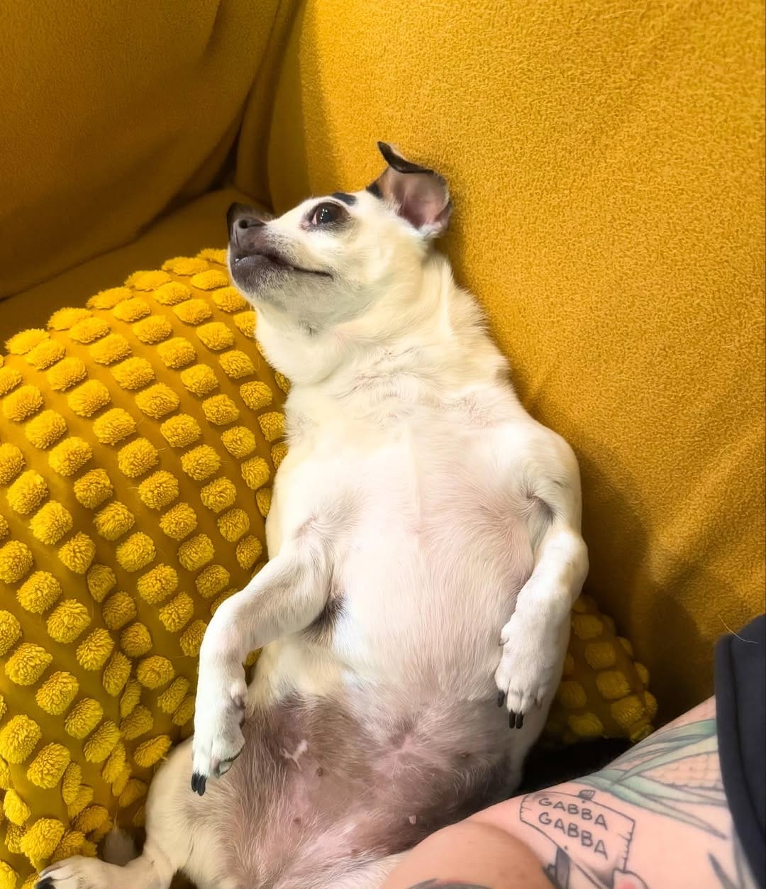 Post 3 by Dottie Waffles on Instagram (image)