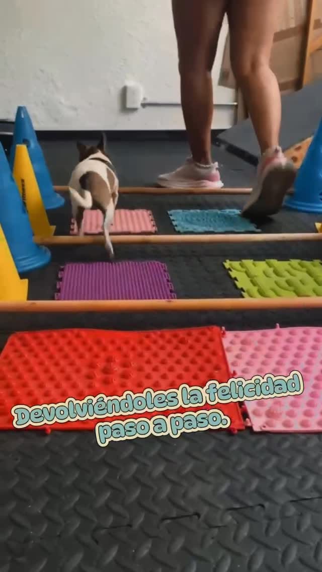 Post 1 by Animal terapi on Instagram (video)