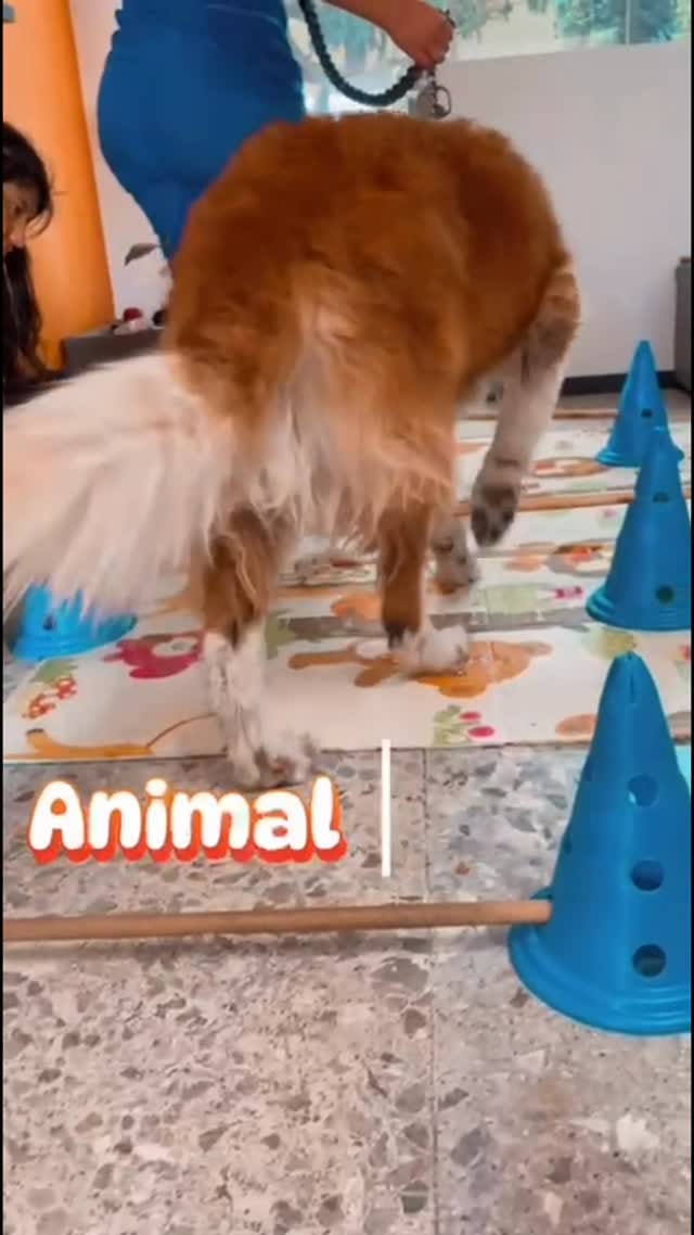 Post 7 by Animal terapi on Instagram (video)