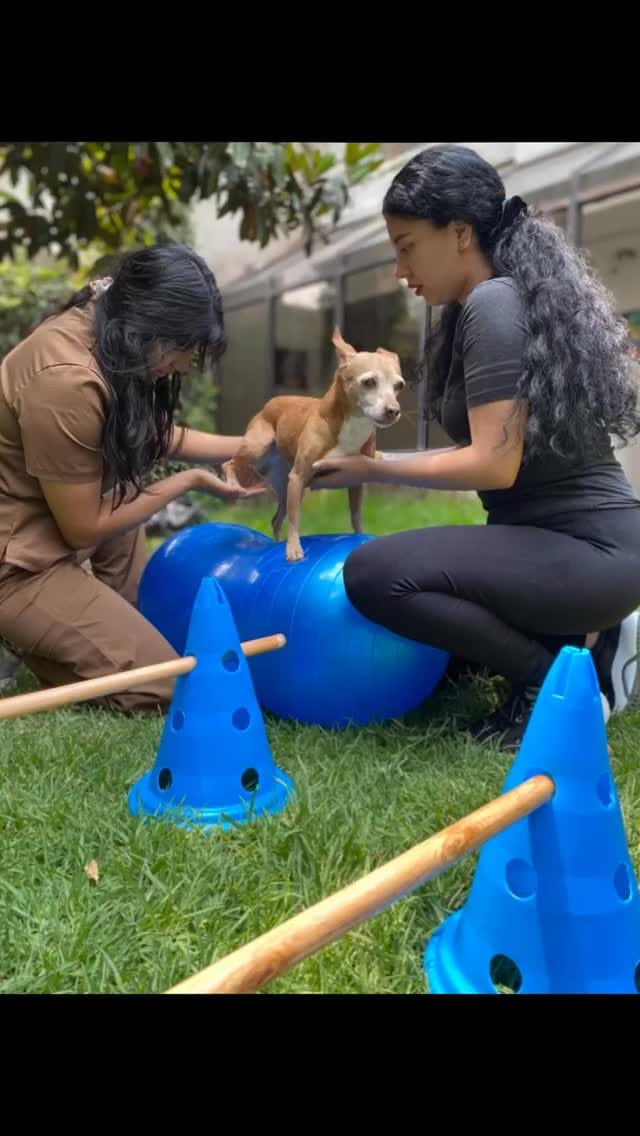 Post 9 by Animal terapi on Instagram (video)