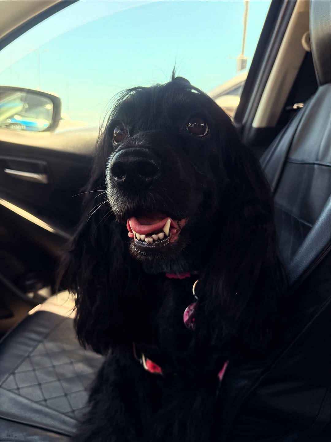 Post 3 by POLLY 🐾💕 on Instagram (image)