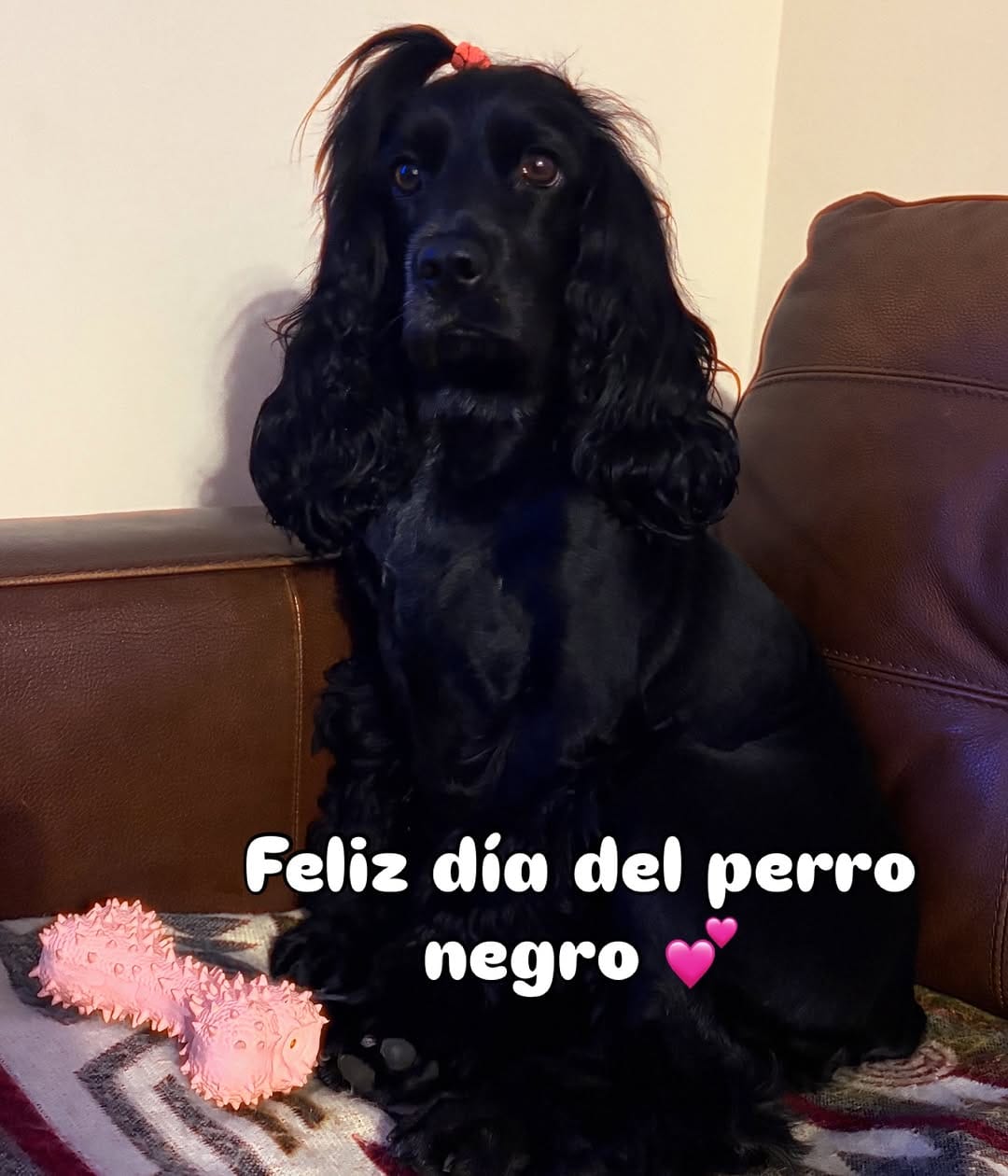 Post 5 by POLLY 🐾💕 on Instagram (image)
