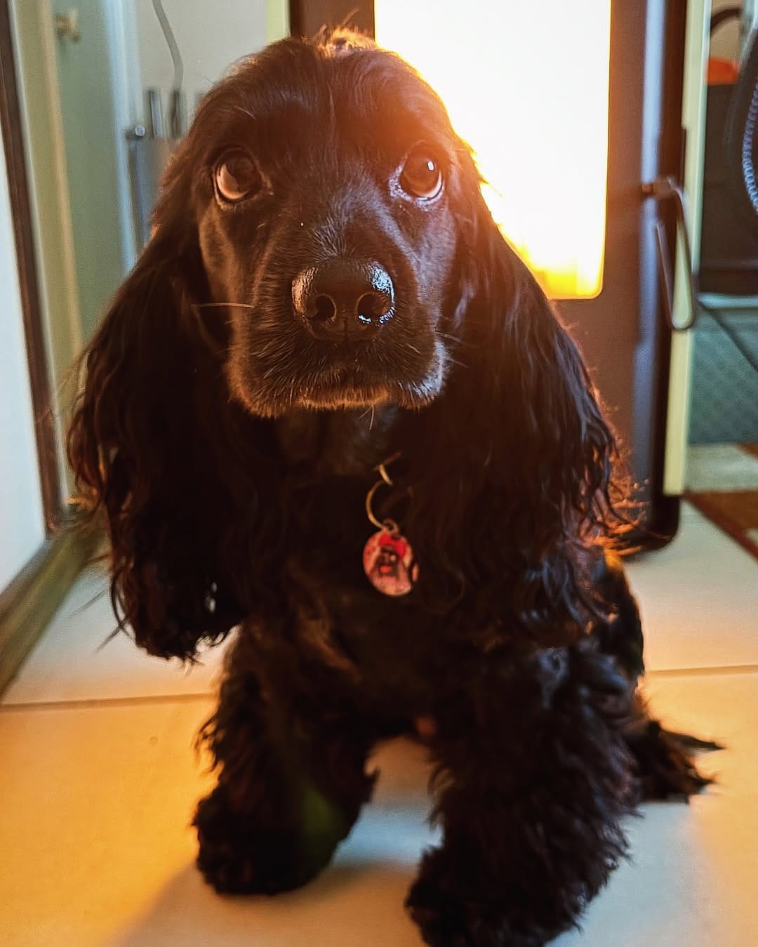 Post 8 by POLLY 🐾💕 on Instagram (image)
