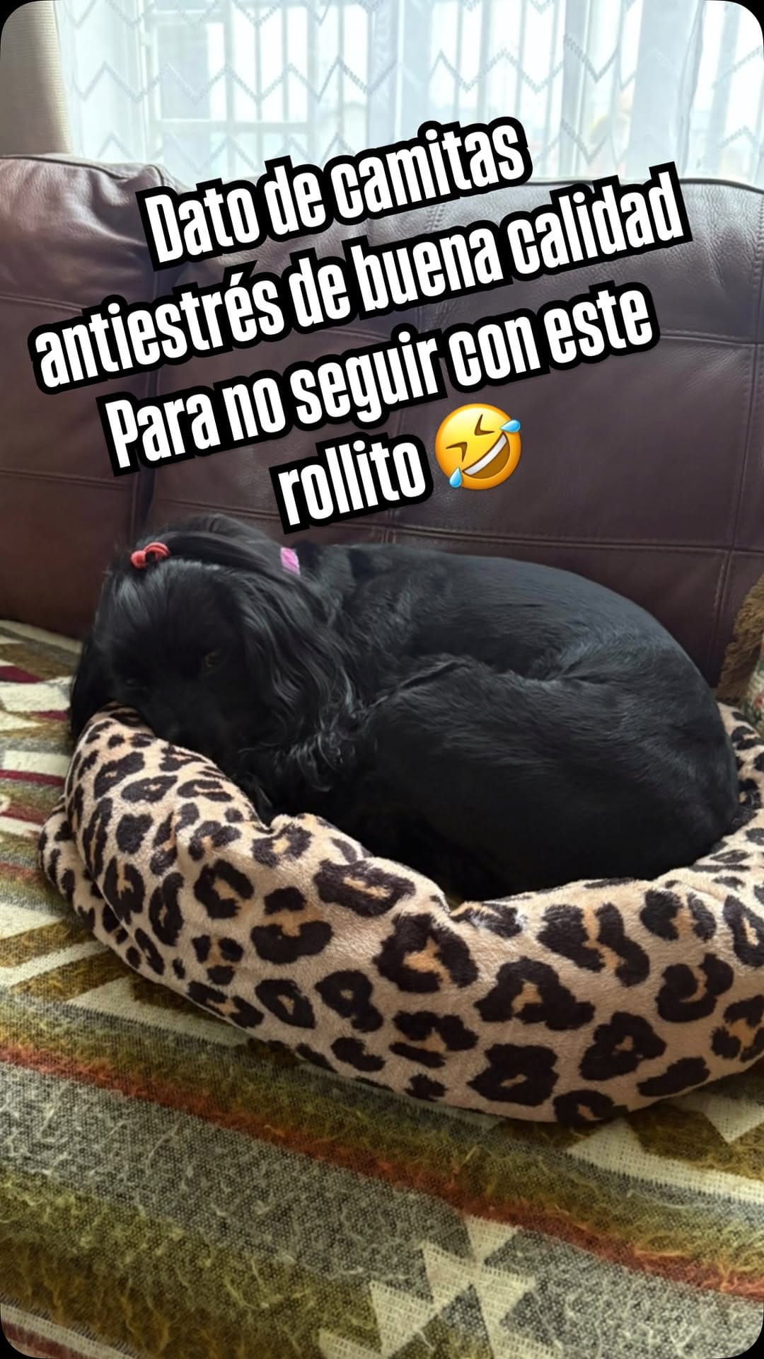 Post 9 by POLLY 🐾💕 on Instagram (video)