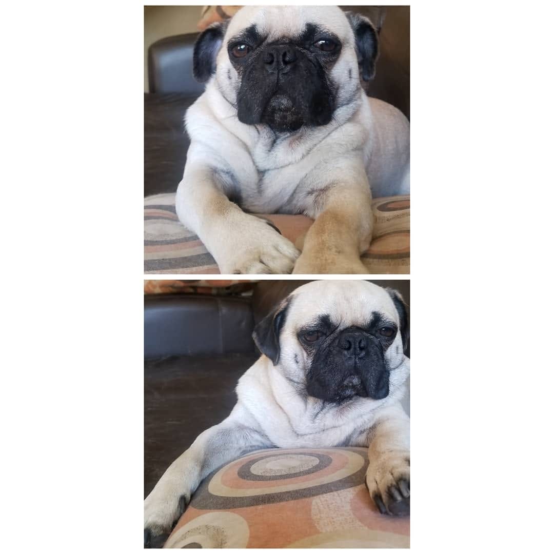 Post 3 by Pug & Siberian Husky on Instagram (image)