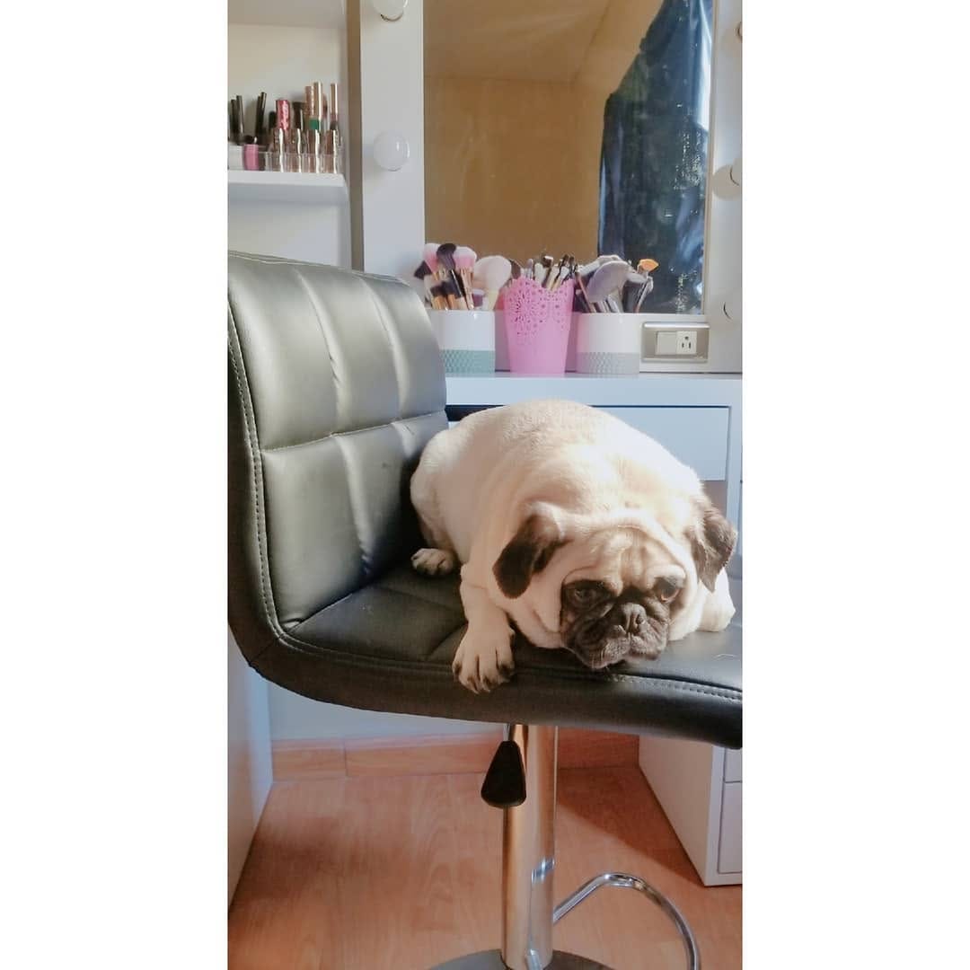 Post 4 by Pug & Siberian Husky on Instagram (image)