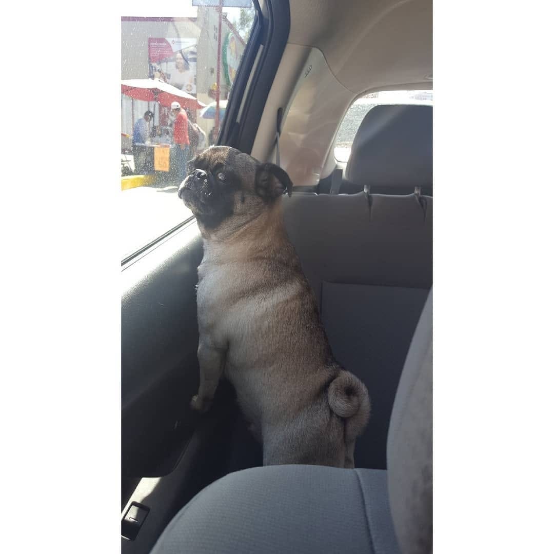 Post 1 by Pug & Siberian Husky on Instagram (image)