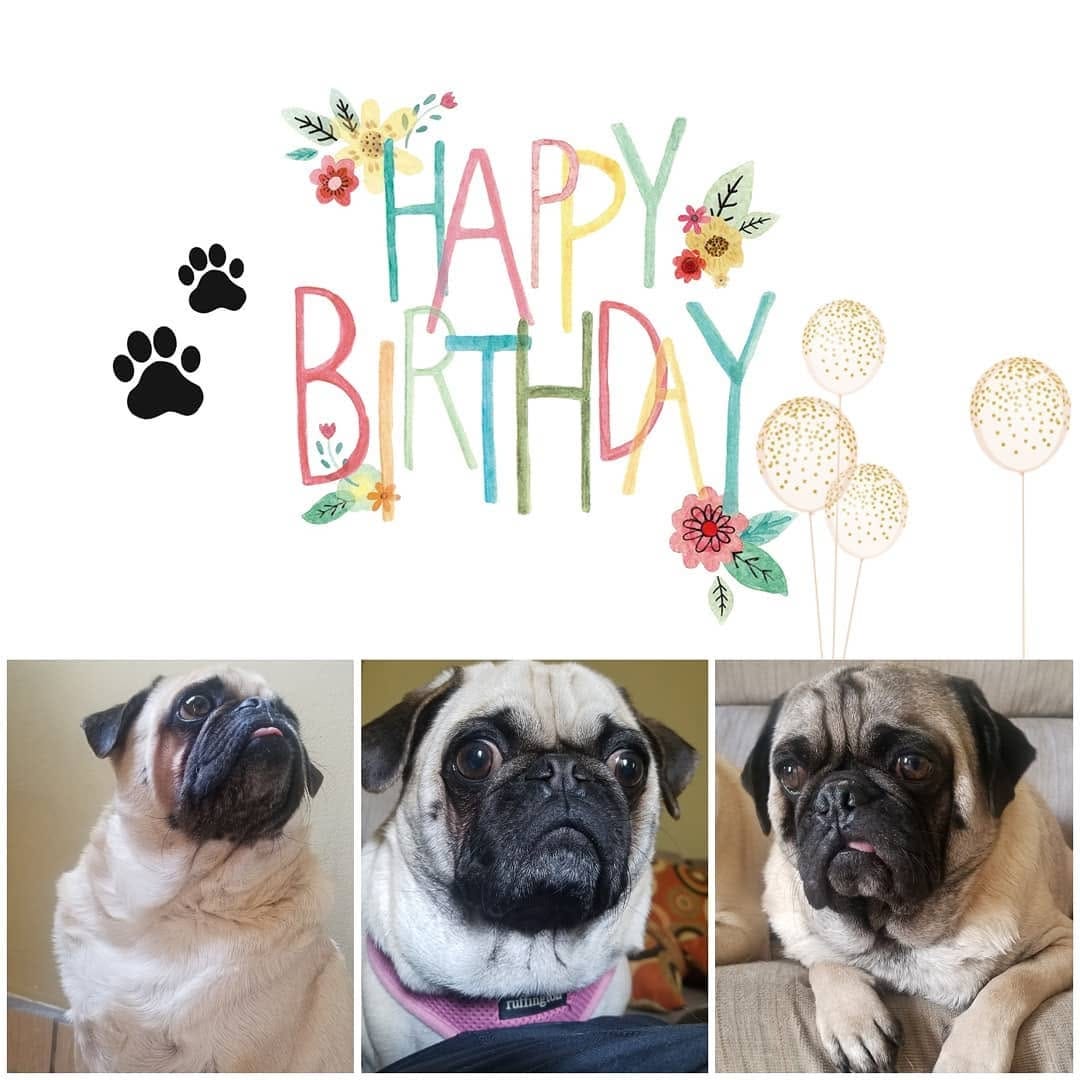 Post 9 by Pug & Siberian Husky on Instagram (image)