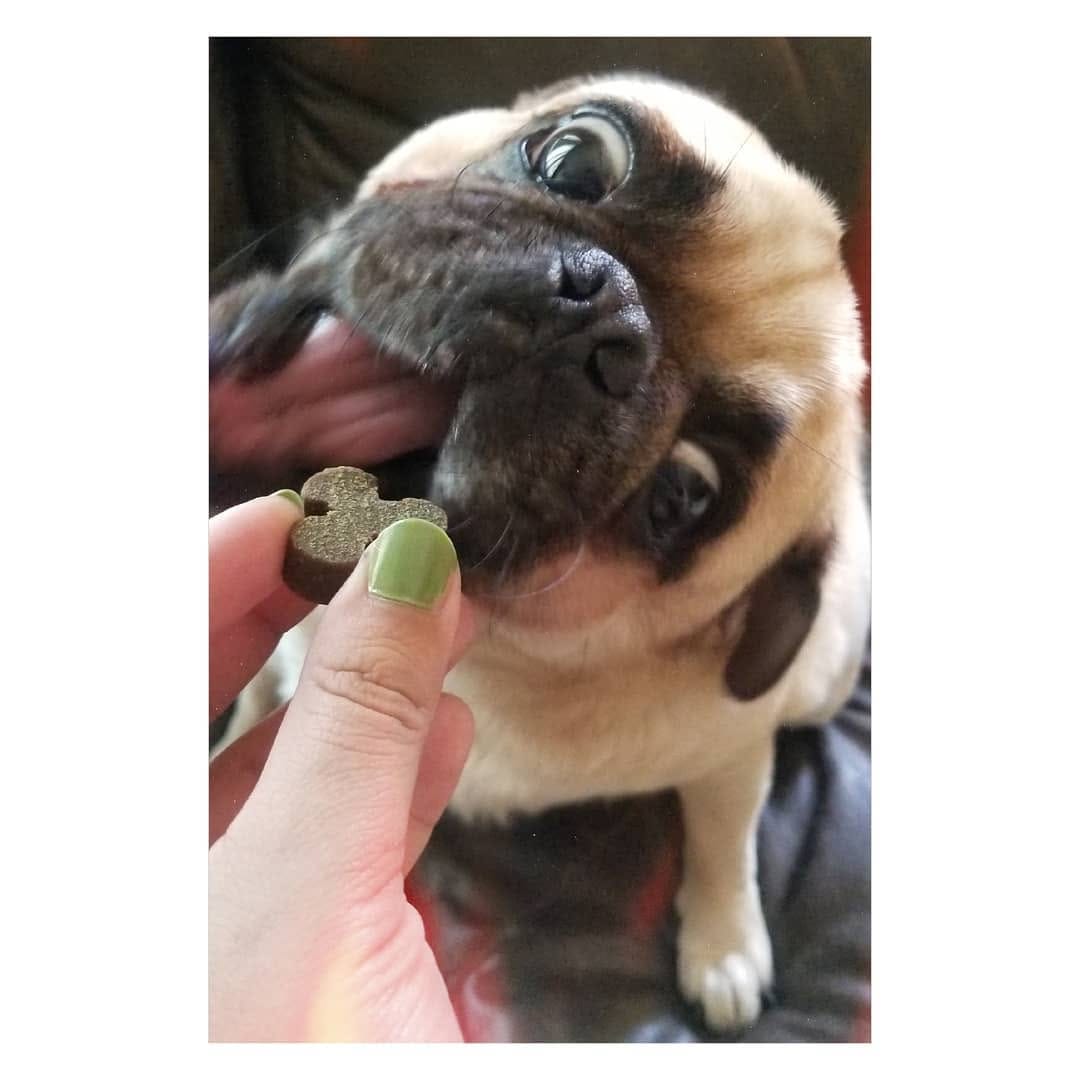 Post 7 by Pug & Siberian Husky on Instagram (image)