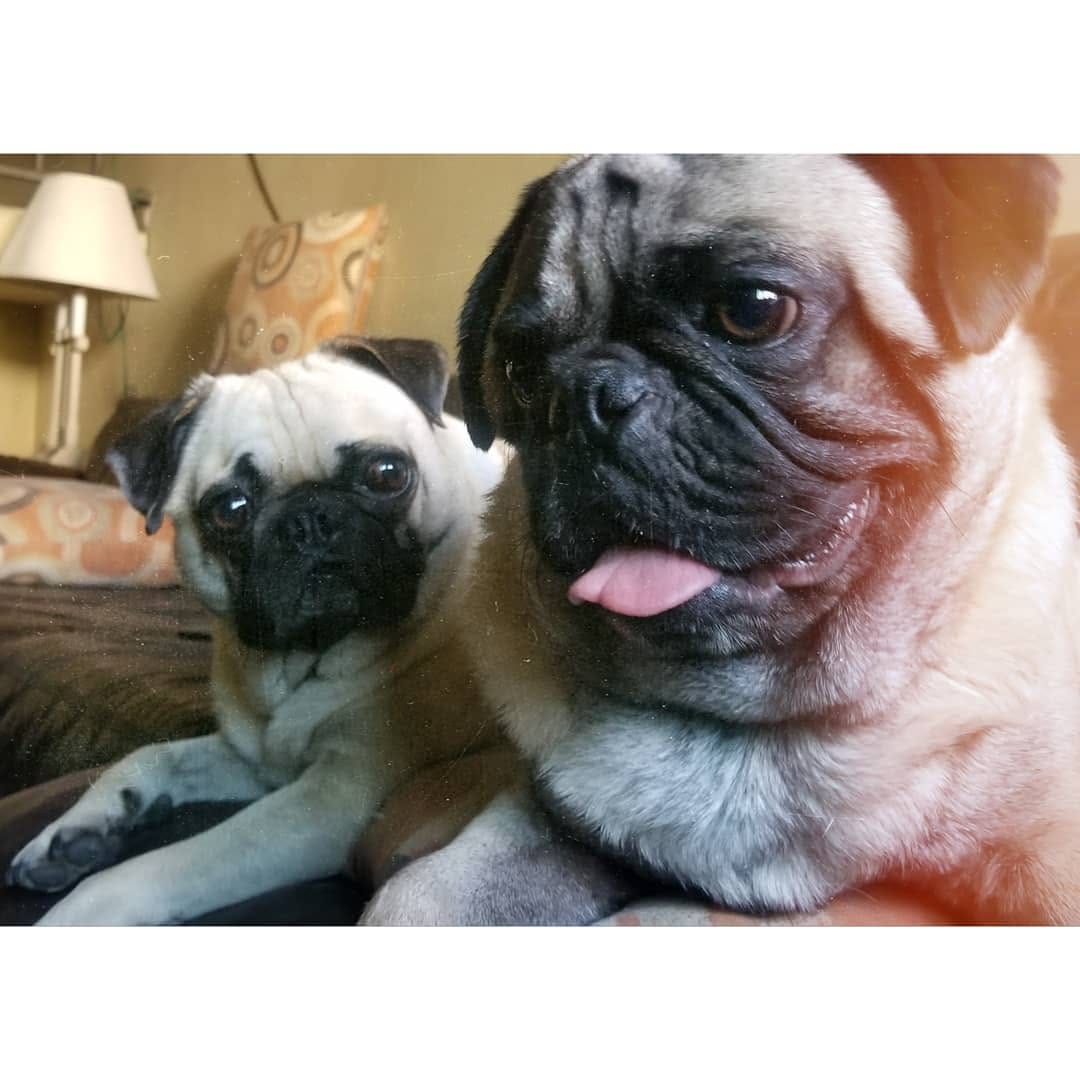 Post 6 by Pug & Siberian Husky on Instagram (image)