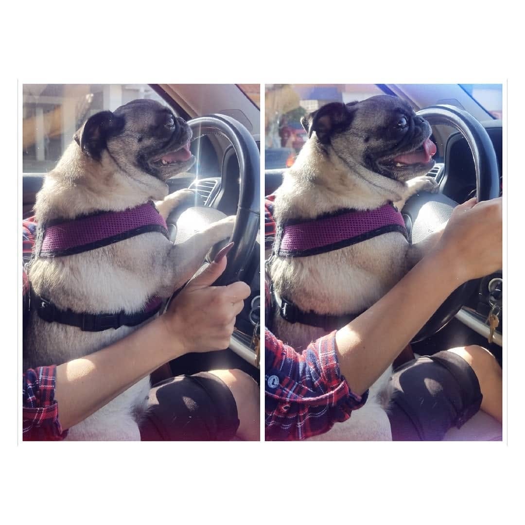Post 8 by Pug & Siberian Husky on Instagram (image)