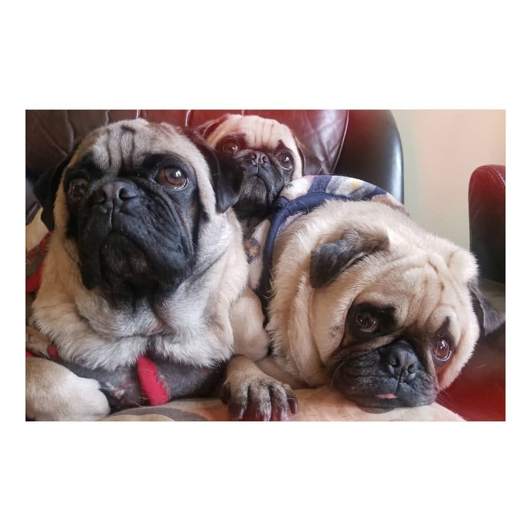 Post 10 by Pug & Siberian Husky on Instagram (image)