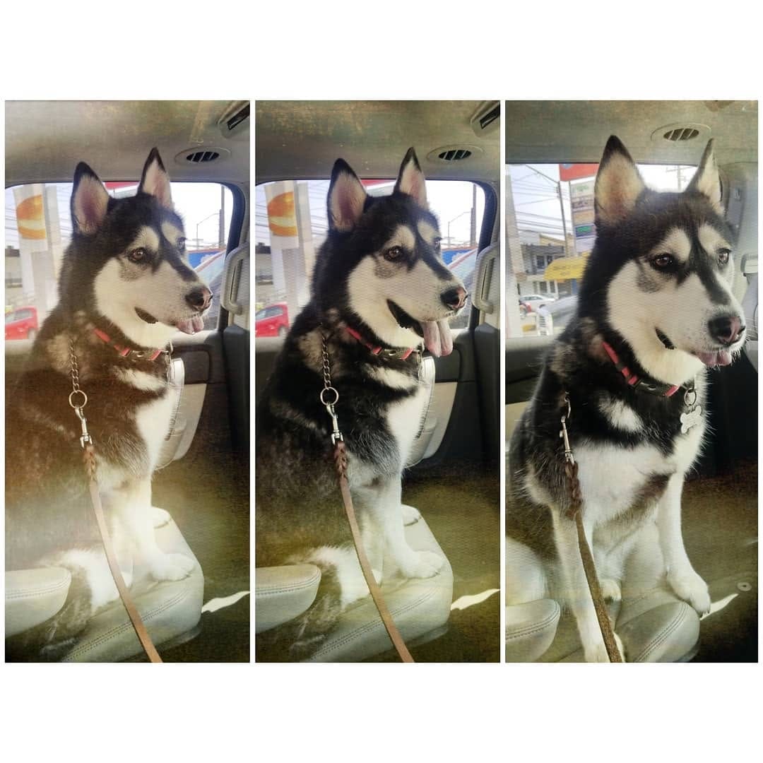 Post 5 by Pug & Siberian Husky on Instagram (image)