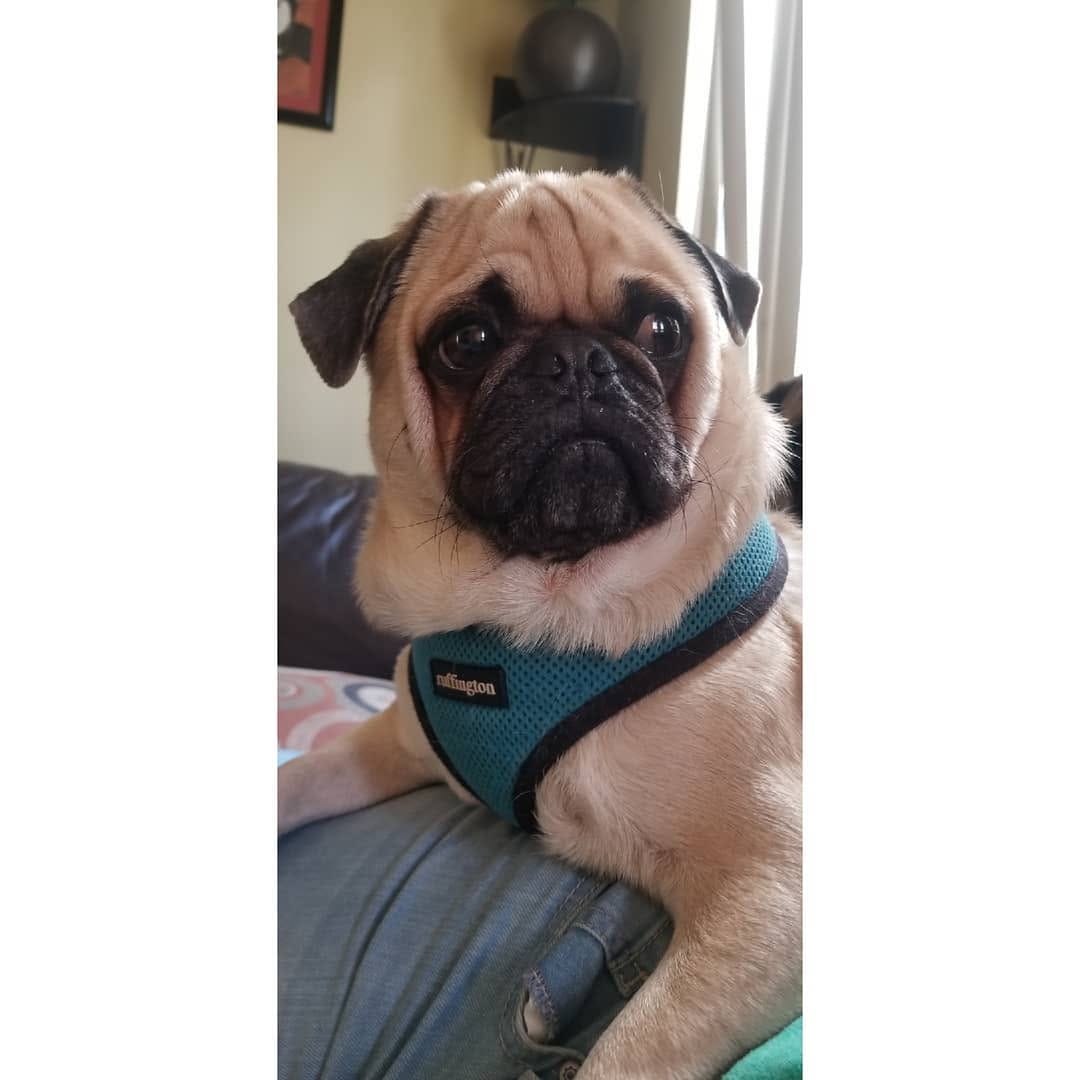 Post 2 by Pug & Siberian Husky on Instagram (image)