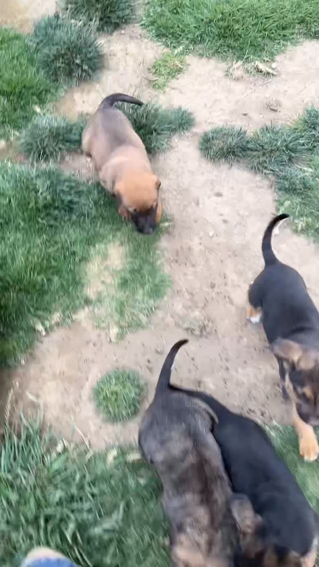 Post 2 by Defensoria Animal on Instagram (video)