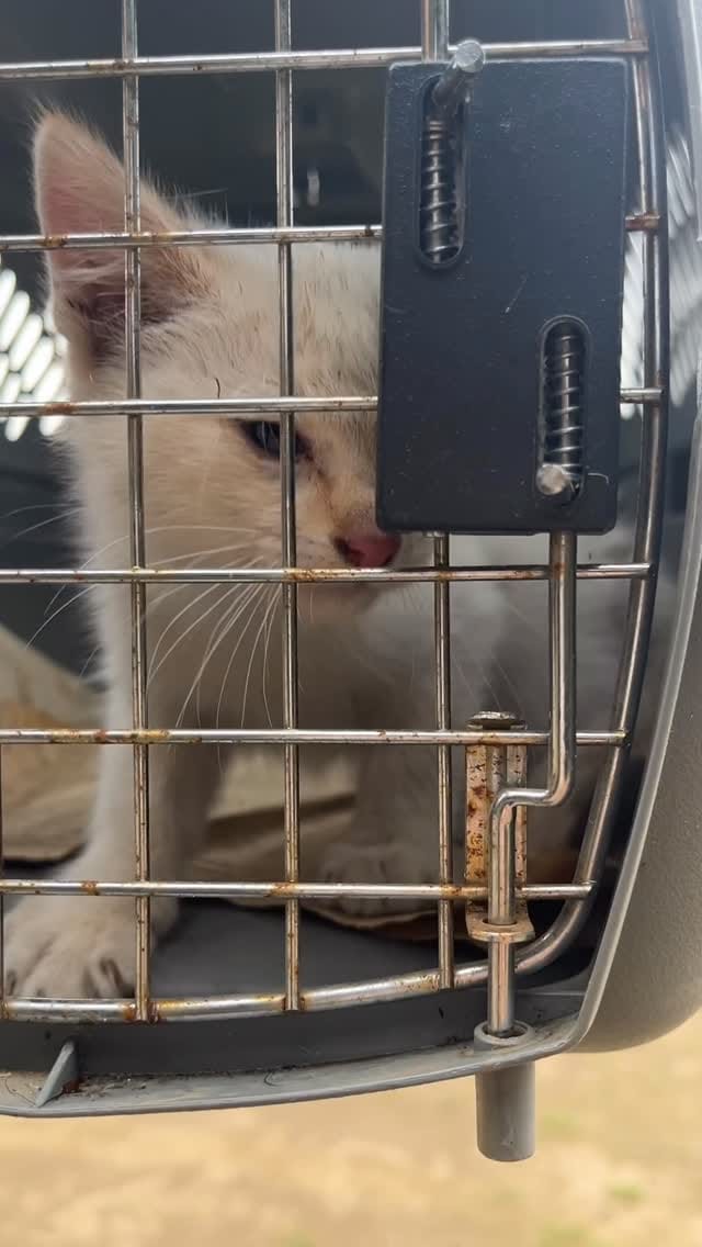 Post 7 by Defensoria Animal on Instagram (video)