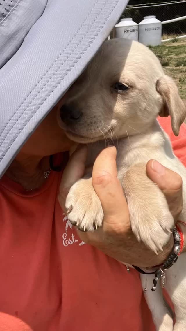 Post 3 by Defensoria Animal on Instagram (video)