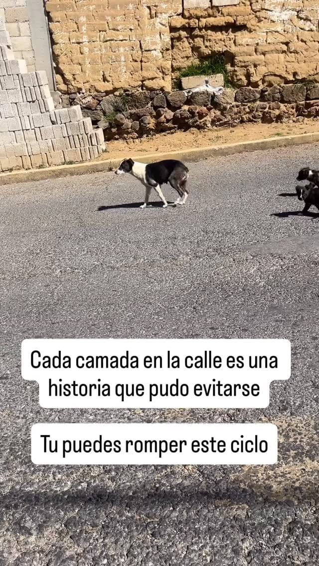 Post 8 by Defensoria Animal on Instagram (video)