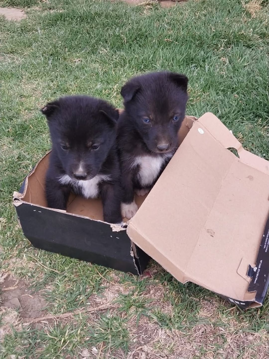 Post 5 by Defensoria Animal on Instagram (image)