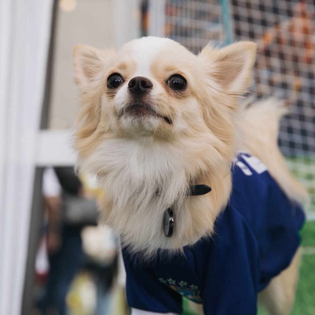 Post 7 by Chihuahua & Cia | Encontros Pet on Instagram (carousel)