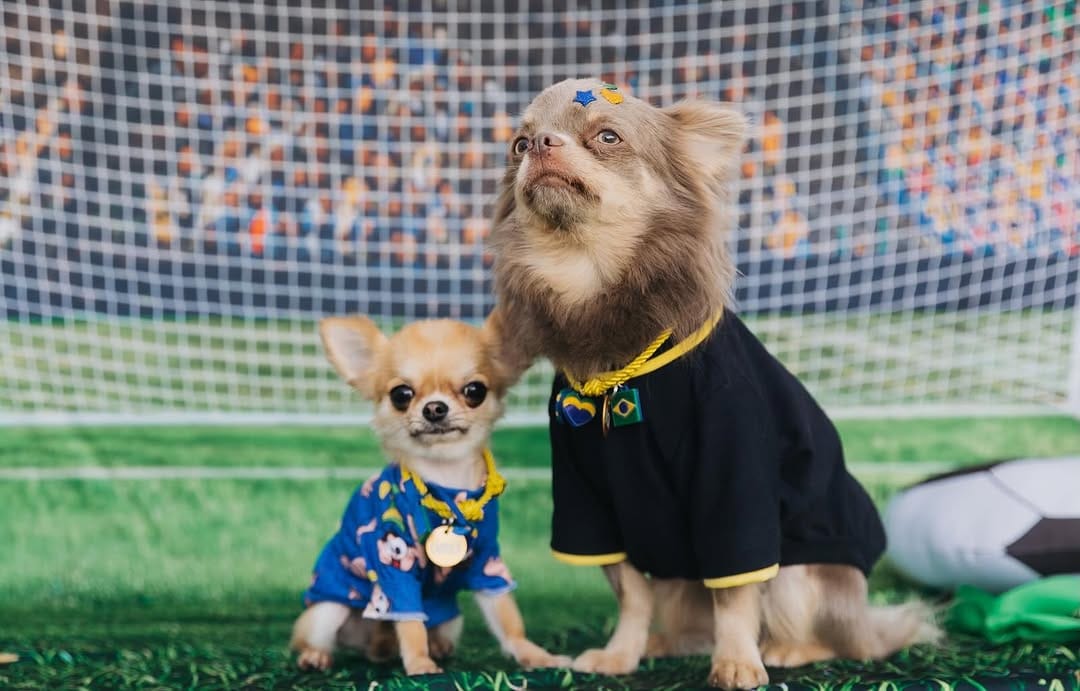Post 2 by Chihuahua & Cia | Encontros Pet on Instagram (carousel)
