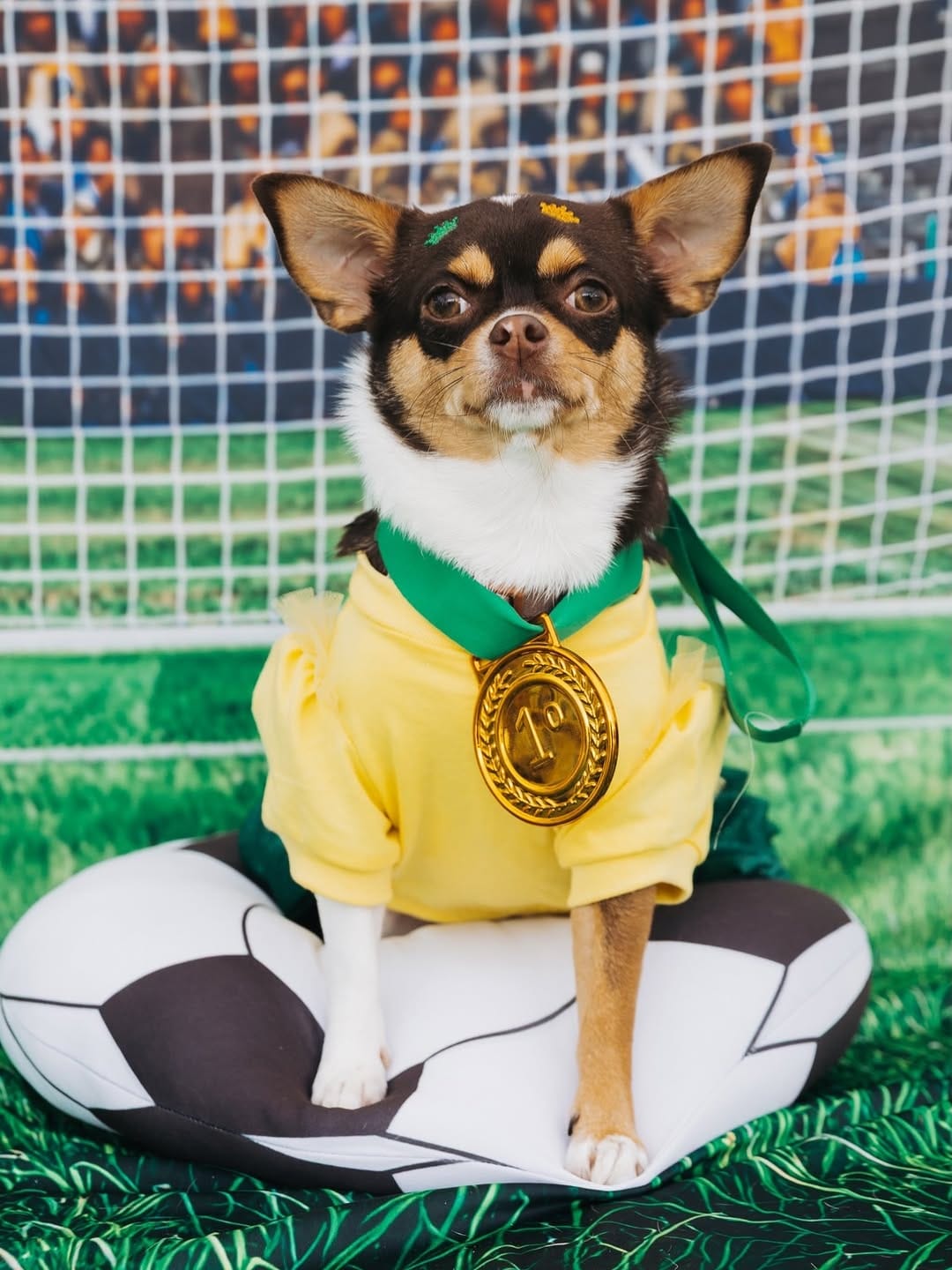 Post 8 by Chihuahua & Cia | Encontros Pet on Instagram (carousel)