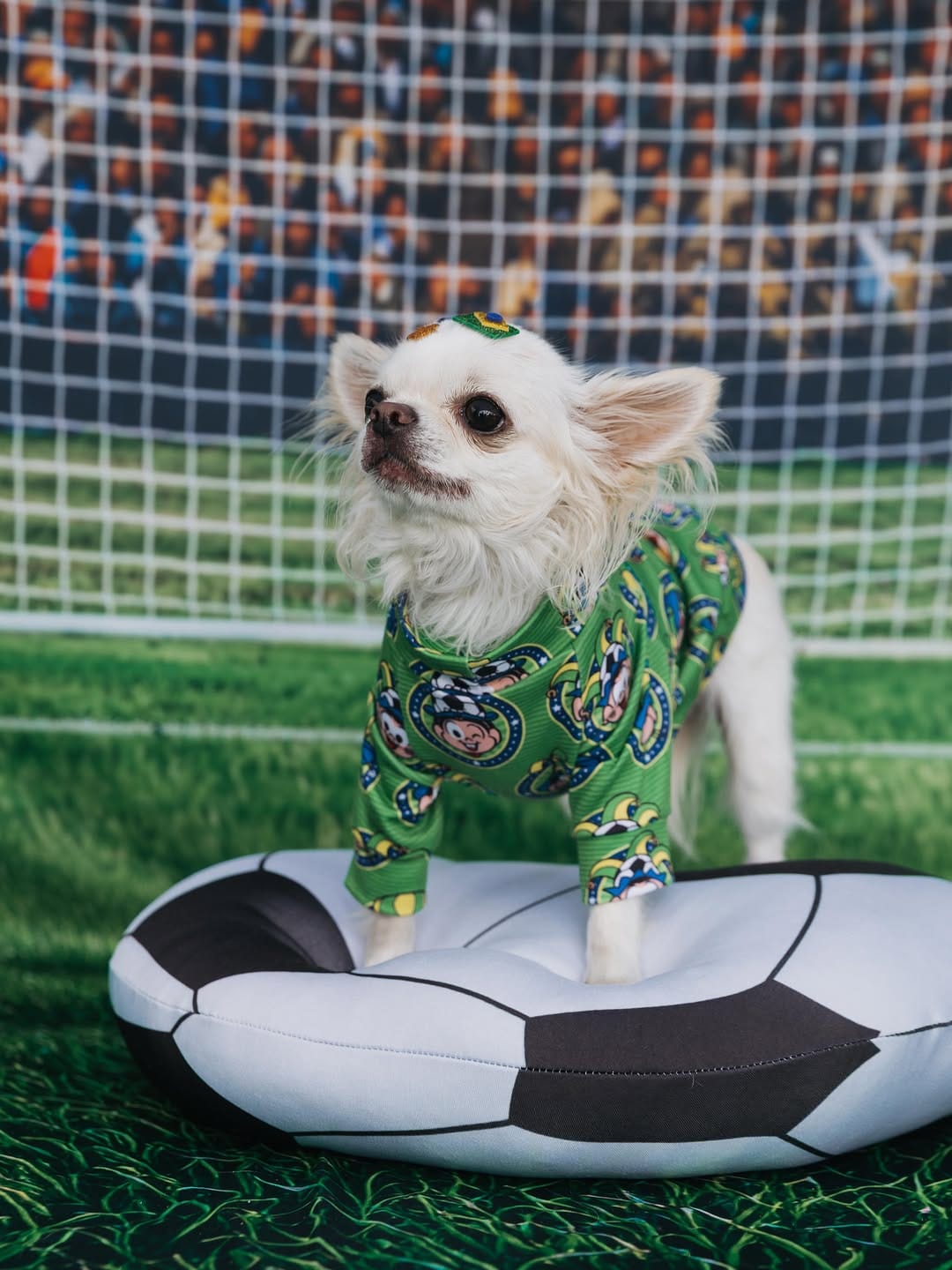Post 3 by Chihuahua & Cia | Encontros Pet on Instagram (carousel)
