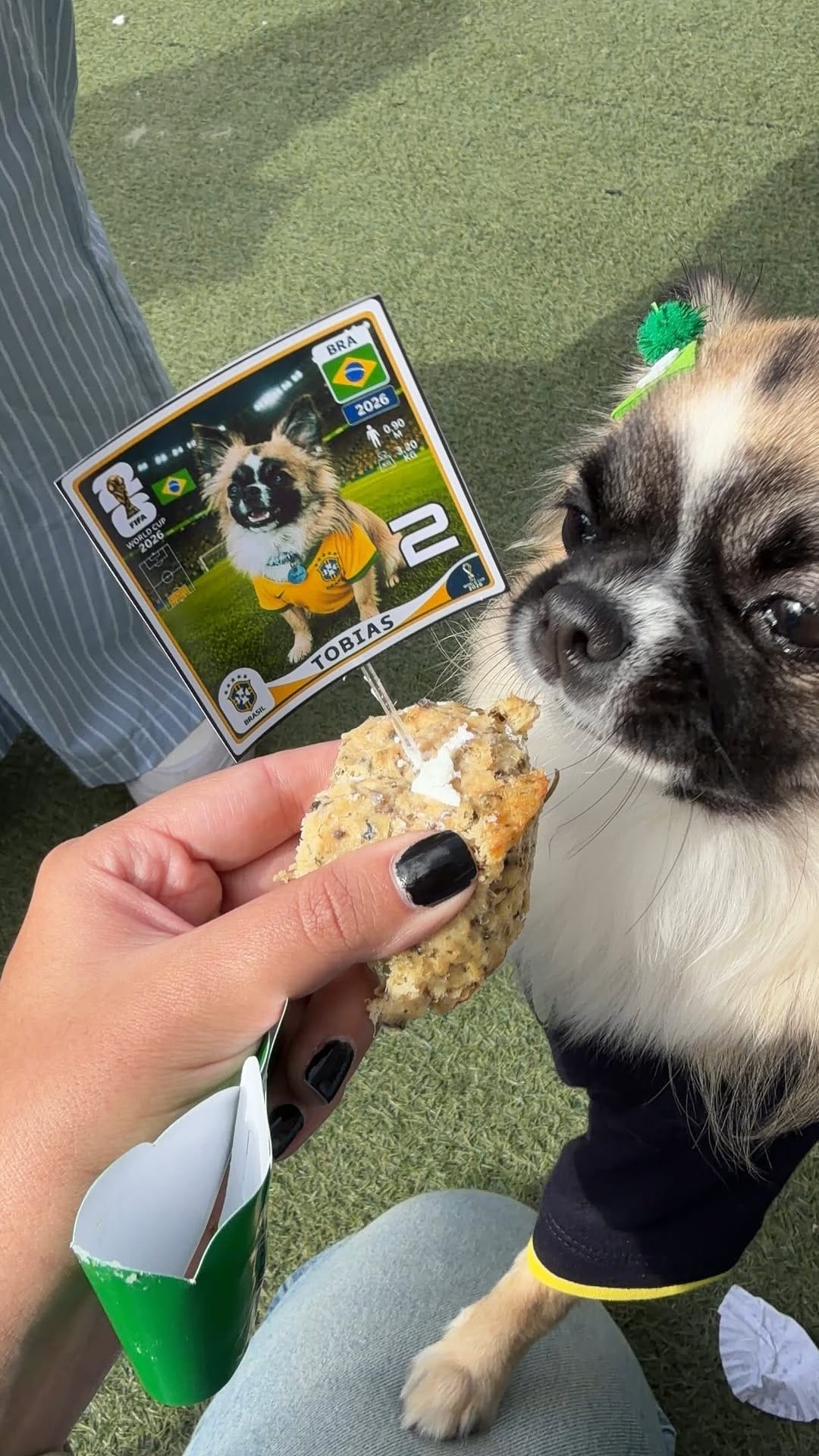 Post 9 by Chihuahua & Cia | Encontros Pet on Instagram (video)