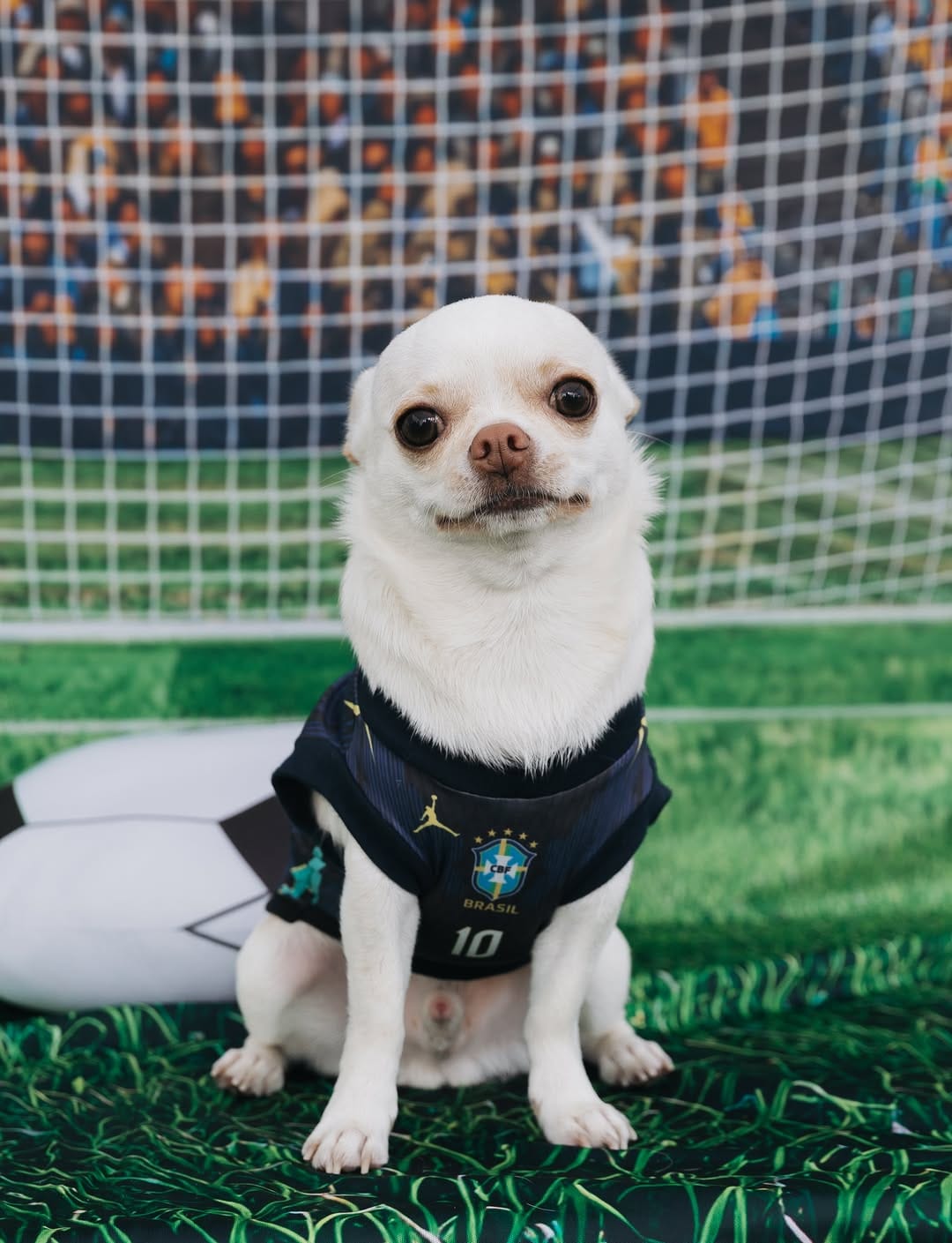 Post 5 by Chihuahua & Cia | Encontros Pet on Instagram (carousel)
