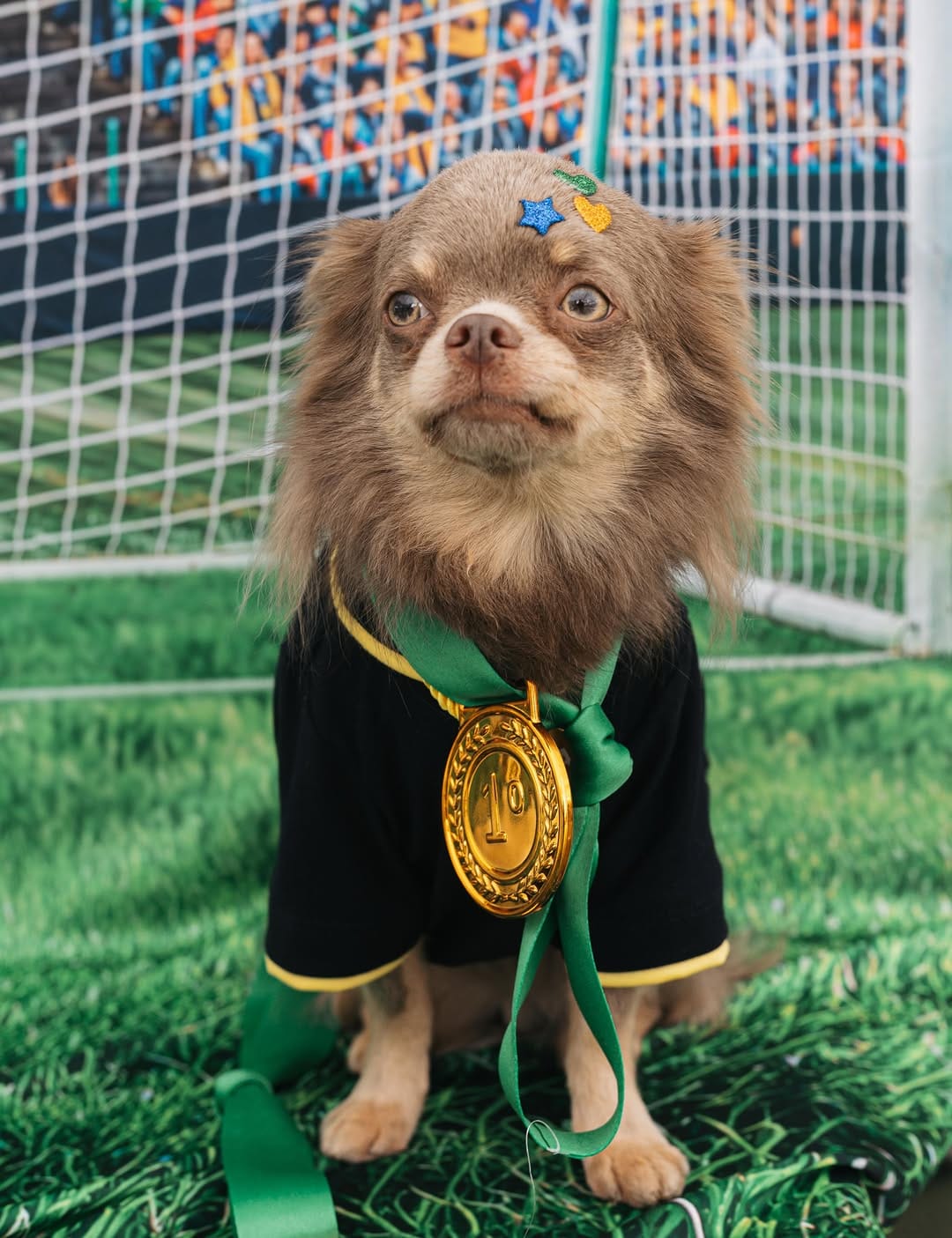 Post 4 by Chihuahua & Cia | Encontros Pet on Instagram (carousel)
