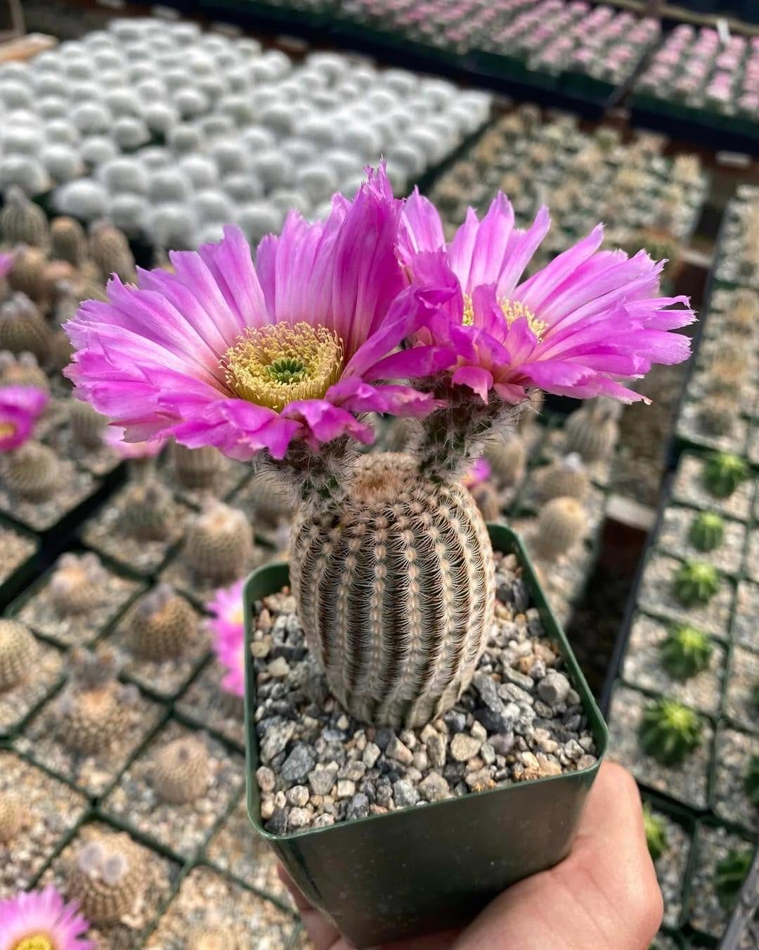Post 1 by Tienda de suculentas exóticas y cactus raros. 🌱 on Instagram (carousel)