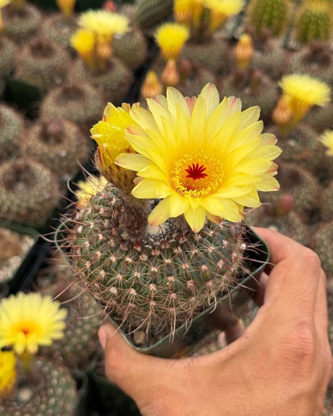 Post 8 by Tienda de suculentas exóticas y cactus raros. 🌱 on Instagram (carousel)