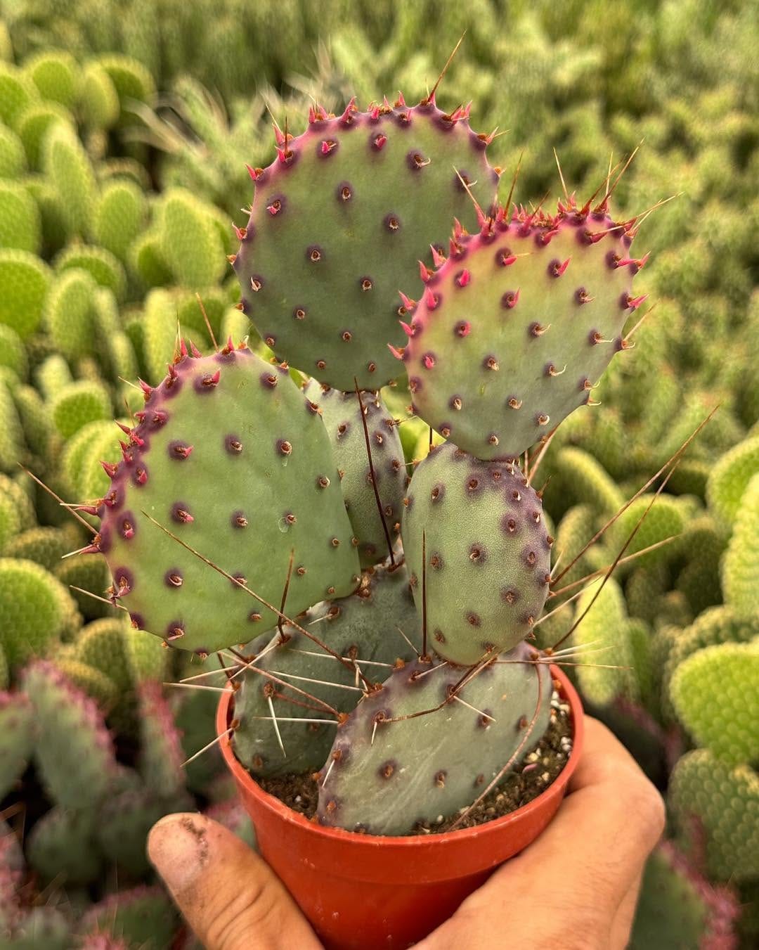Post 9 by Tienda de suculentas exóticas y cactus raros. 🌱 on Instagram (carousel)