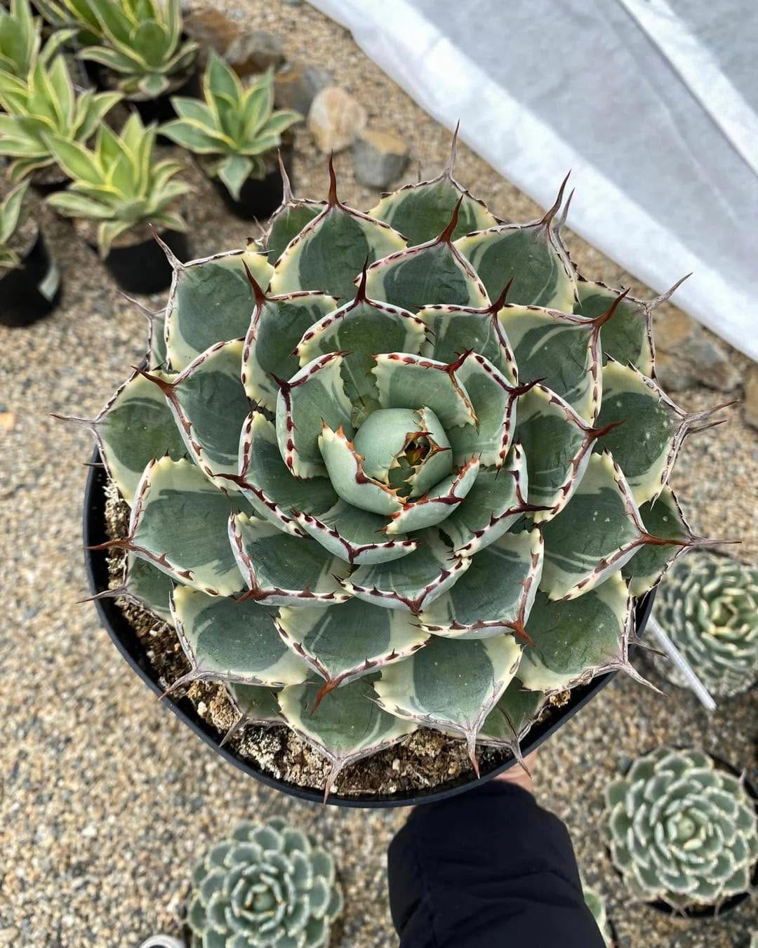 Post 7 by Tienda de suculentas exóticas y cactus raros. 🌱 on Instagram (carousel)