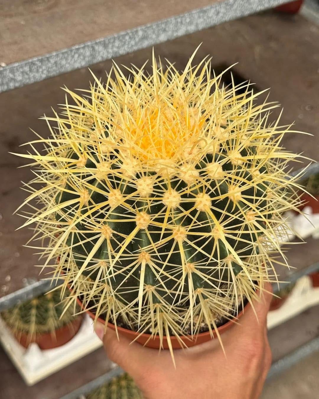 Post 5 by Tienda de suculentas exóticas y cactus raros. 🌱 on Instagram (carousel)
